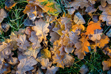Frozen oak leafs. Hoarfrost on withered leaves.
