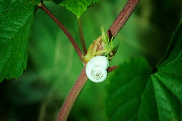 snail on a leaf