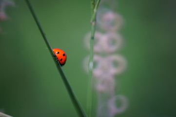 ladybug on a green leaf