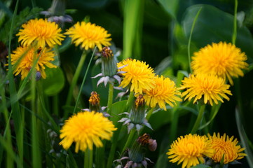 yellow dandelions in a meadow