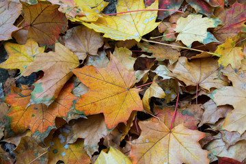 Yellow leaves on ground close up
