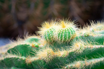 Parodia leninghausii cactus