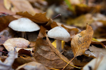 Toadstools in Autumn Forest