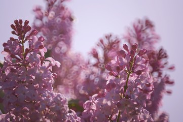 Blooming branch of lilac. Early spring.