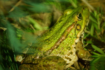 green frog on leaf