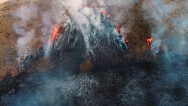 Forest and field fire. Dry grass burns, natural disaster. Aerial view. View vertically from top to bottom, the camera gradually descends from a height down.