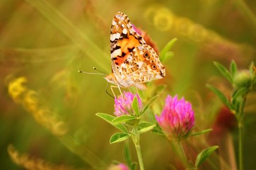 butterfly on flower