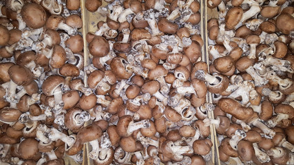 Ceps mushroom Boletus closeup on sale market background basket