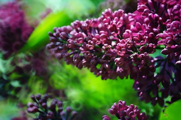 pink flowers in the garden