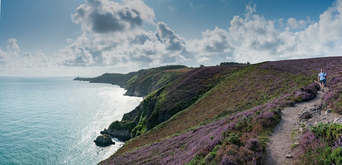 men hiking along a trail through purple heath meadows on the Atlantic Coast - obrazy, fototapety, plakaty