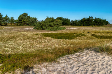 Coastal Landscape on Darss in Germany