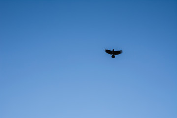 the crow flies in the cloudless blue sky