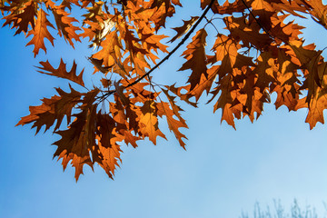 yellow oak leafs over the blue sky