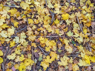 Autumn leaves are red yellow and green. Beautiful Autumn Background.
