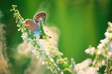butterfly on flower