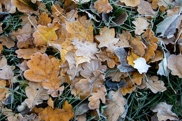Frozen oak leafs. Hoarfrost on withered leaves.