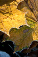 Frozen maple leafs. Hoarfrost on withered leaves.