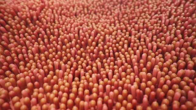 Intestinal villi. Intestine lining. Microscopic villi and capillaries for digestion and absorption of food. Human intestine. Concept of a healthy or diseased intestine. Loop seamless 4k, 3D Animation