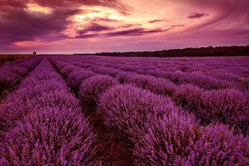 Fototapeta na wymiar Stunning landscape with lavender field and amazing sky