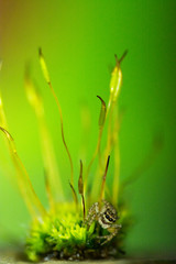 piccolo ragno saltatore sul muschio verde