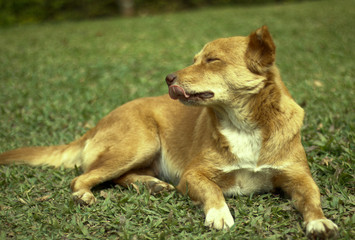 Naklejka na ściany i meble dog lying on grass