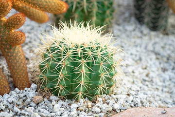 Golden barrel cactus or Echinocactus grusonii