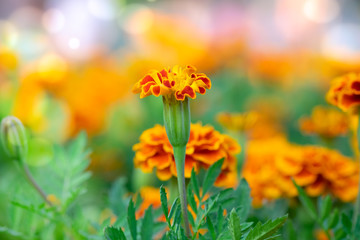 Orange Marigold flowers or Tagetes erecta in the garden