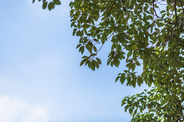 beautiful golden leaves against blue sky