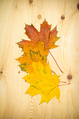 Colour autumn leaves on a wooden background