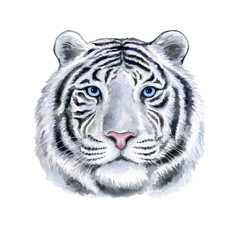 Muzzle white Tiger portrait with blue eyes isolated on white background. Watercolor. Illustration. Template. Hand drawing