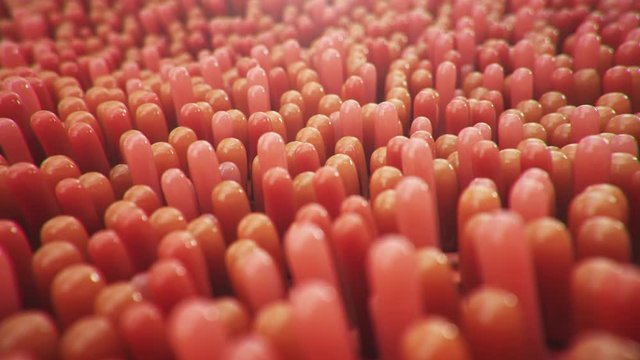 Intestinal villi. Intestine lining. Microscopic villi and capillaries for digestion and absorption of food. Human intestine. Concept of a healthy or diseased intestine. Loop seamless 4k, 3D Animation