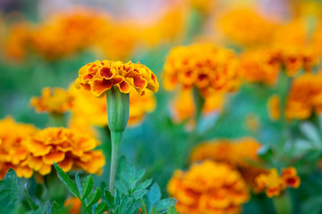 Orange Marigold flowers or Tagetes erecta in the garden