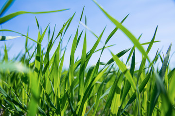 Fototapeta premium Fresh Green Grass with Blue Sky Background. Low Angle View Macro Shot with Copy Space. Ecology and Growth Concept