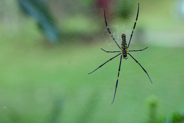 spider on a web