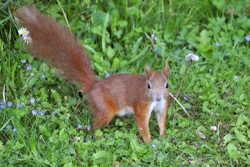 Neugieriges Eichhörnchen bei der Futtersuche