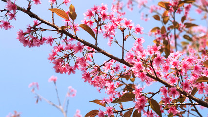 Wild Himalayan Cherry