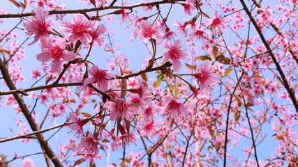 Wild Himalayan Cherry