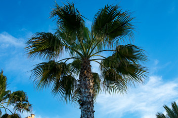Palms trees branches. Summertime.
