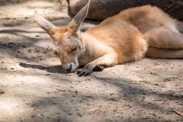 Baby Kanagroo in the Zoo in Queensland 