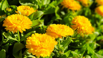 yellow flowers in the garden