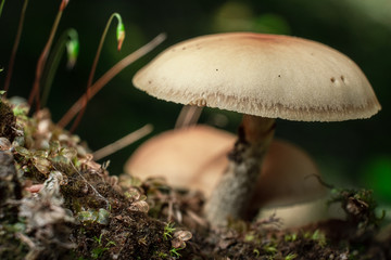 close up of a mushroom in the woods