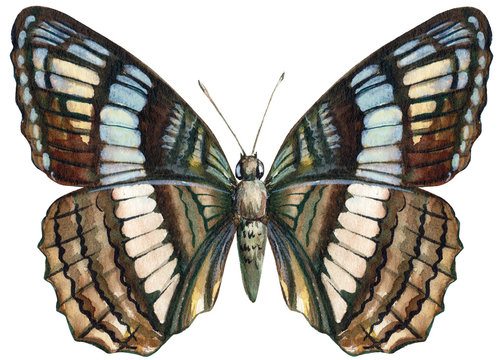 tropical butterfly on an isolated white background, watercolor illustration, hand drawing, painting