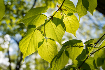 Fototapeta na wymiar The leaves shine through the sun.