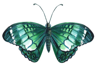 blue butterfly on an isolated white background, watercolor illustration, hand drawing, painting