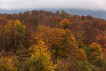 Fototapeta premium Colorful autumn mountain forest in cloudy weather