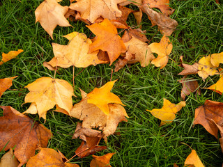 Leaves turning Yellow in Autumn / Fall Season