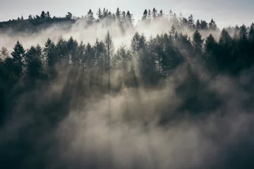 Printed roller blinds Forest in fog Der Teutoburger Wald im Nebel