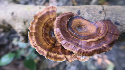 hard mushroom on the wood