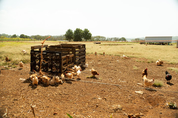 range free chicken flock of chicken hen organic eggs healthy farm Australia  countryside sunnyday