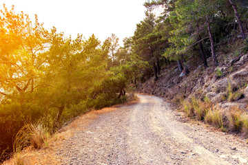 Fototapeta na wymiar Mountain road through pines. Turkey, Kemer.